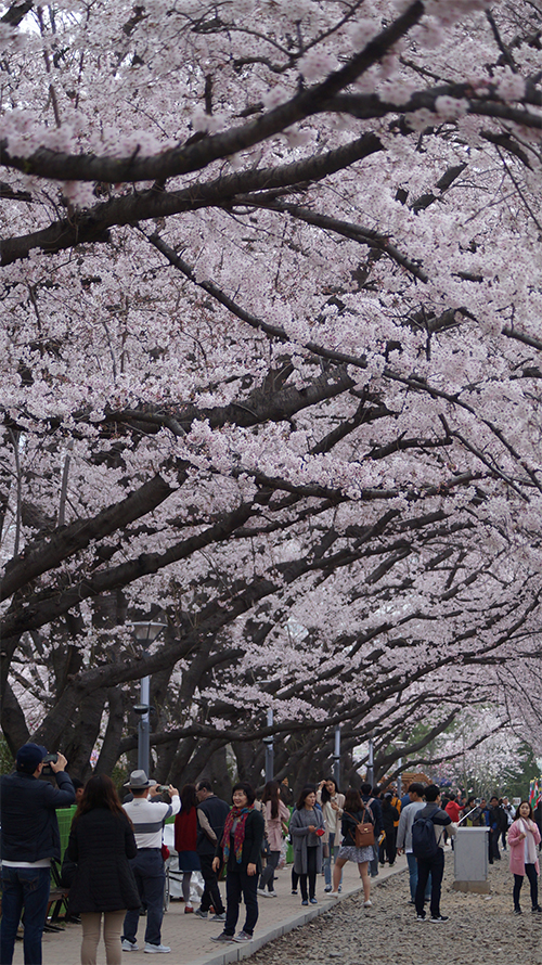 170321_cherry blossom23_in.jpg
